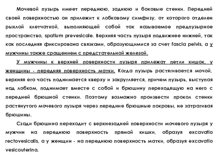 Мочевой пузырь имеет переднюю, заднюю и боковые стенки. Передней своей поверхностью он прилежит