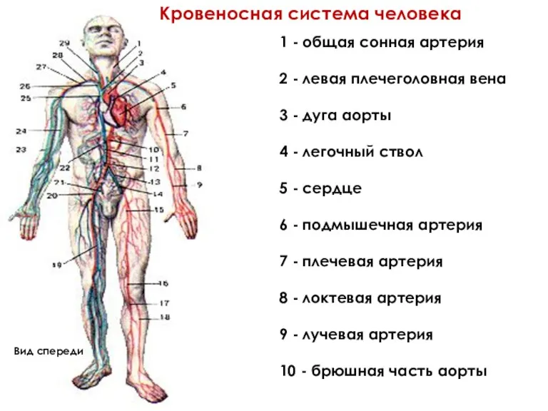 Кровеносная система человека Вид спереди 1 - общая сонная артерия 2 - левая