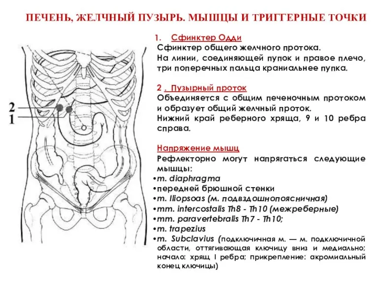 ПЕЧЕНЬ, ЖЕЛЧНЫЙ ПУЗЫРЬ. МЫШЦЫ И ТРИГГЕРНЫЕ ТОЧКИ Сфинктер Одди Сфинктер