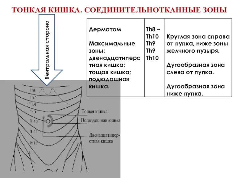 ТОНКАЯ КИШКА. СОЕДИНИТЕЛЬНОТКАННЫЕ ЗОНЫ Вентральная сторона