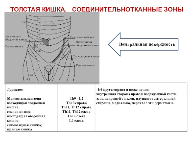 ТОЛСТАЯ КИШКА. СОЕДИНИТЕЛЬНОТКАННЫЕ ЗОНЫ Вентральная поверхность