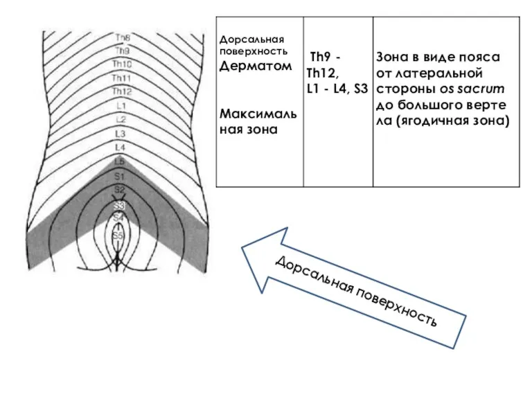 Дорсальная поверхность