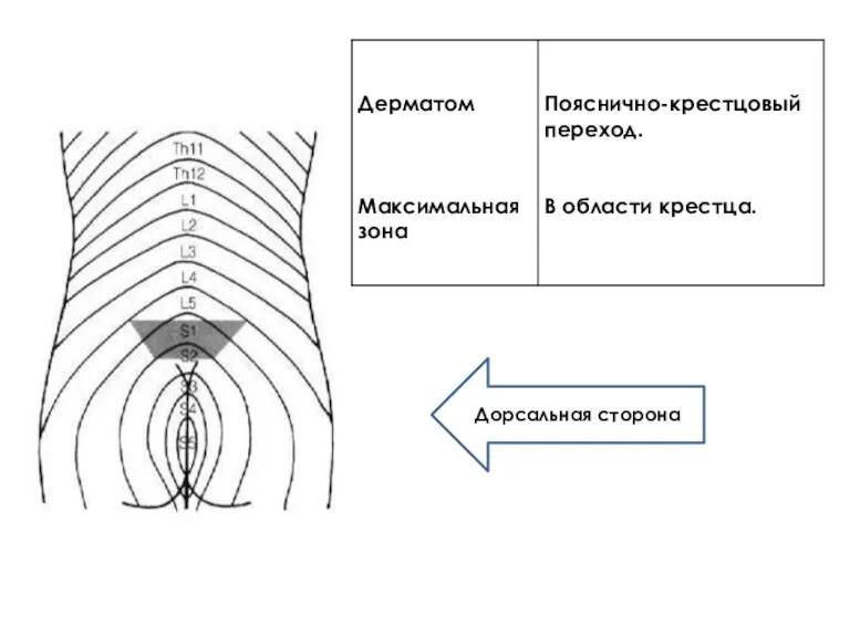 Дорсальная сторона