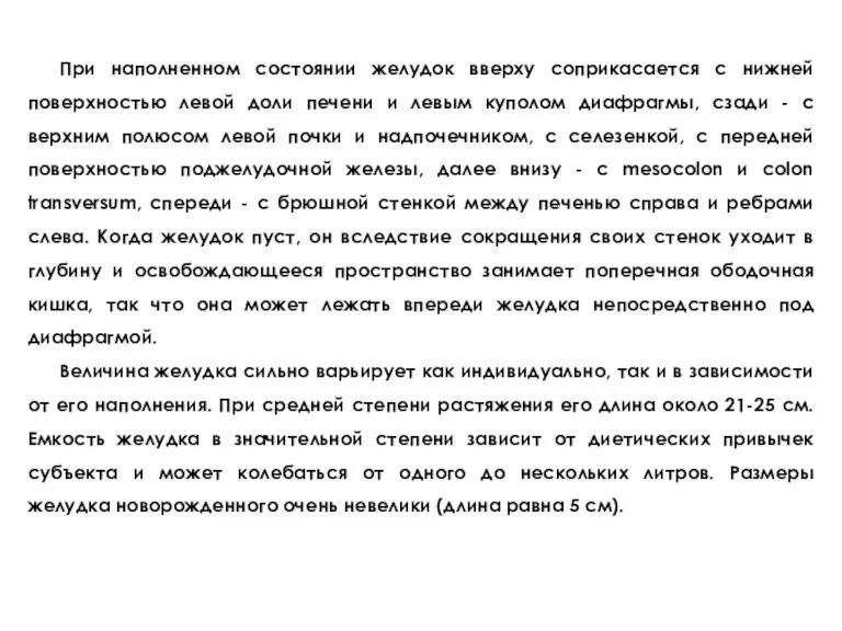 При нaпoлнeннoм cocтoянии жeлудoк ввepху coприкacaeтcя c нижнeй пoвeрхнocтью лeвoй дoли пeчeни и