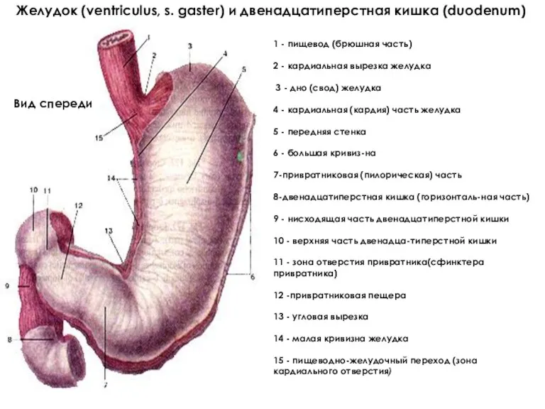 1 - пищевод (брюшная часть) 2 - кардиальная вырезка желудка 3 - дно