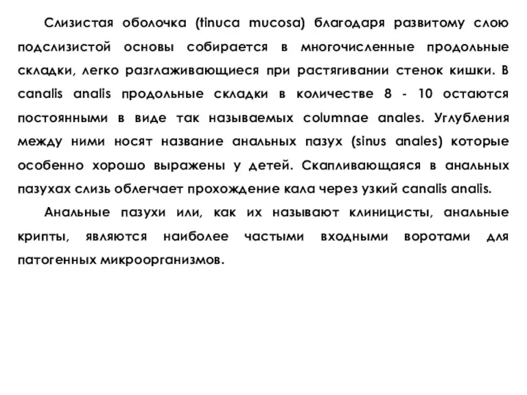 Слизистая оболочка (tinuca mucosa) благодаря развитому слою подслизистой основы собирается в многочисленные продольные