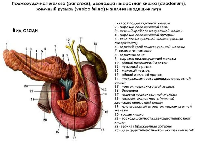 Поджелудочная железа (pancreas), двенадцатиперстная кишка (duodenum), желчный пузырь (vesica fellea) и желчевыводящие пути