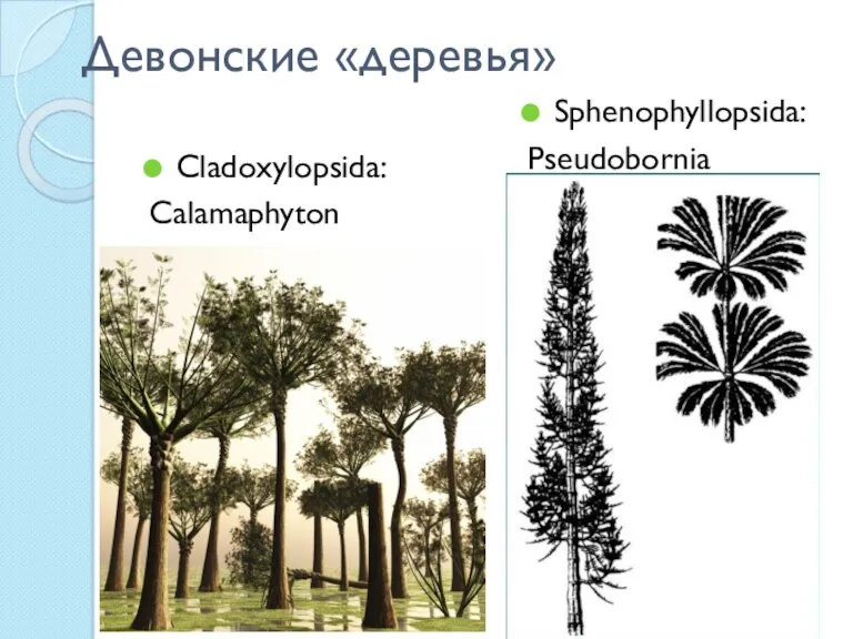 Девонские «деревья» Cladoxylopsida: Calamaphyton Sphenophyllopsida: Pseudobornia