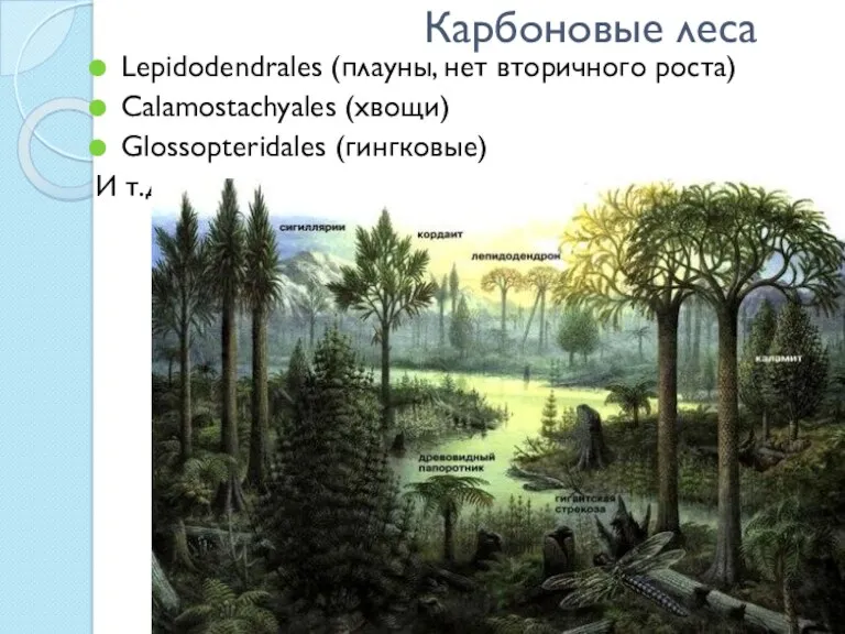 Карбоновые леса Lepidodendrales (плауны, нет вторичного роста) Calamostachyales (хвощи) Glossopteridales (гингковые) И т.д.
