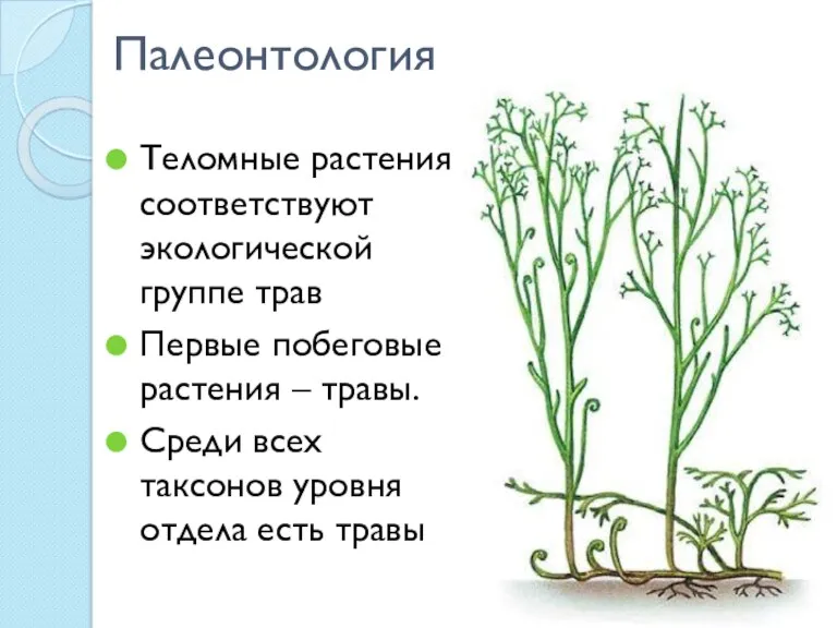 Палеонтология Теломные растения соответствуют экологической группе трав Первые побеговые растения – травы. Среди