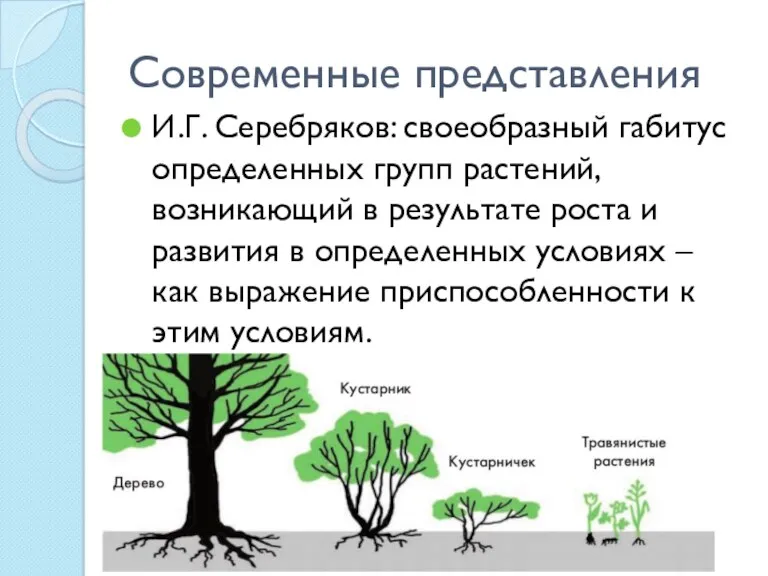 Современные представления И.Г. Серебряков: своеобразный габитус определенных групп растений, возникающий в результате роста