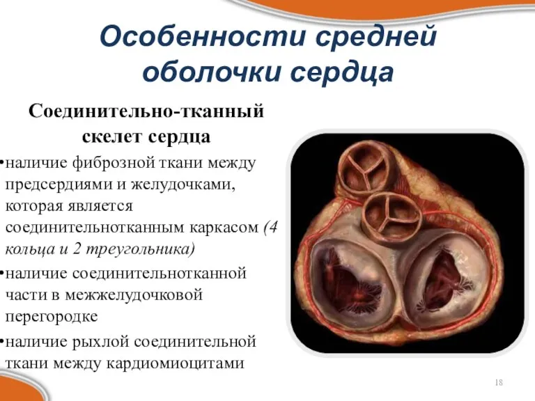 Особенности средней оболочки сердца Соединительно-тканный скелет сердца наличие фиброзной ткани между предсердиями и