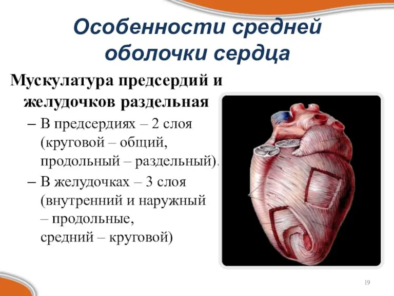 Особенности средней оболочки сердца Мускулатура предсердий и желудочков раздельная В предсердиях – 2