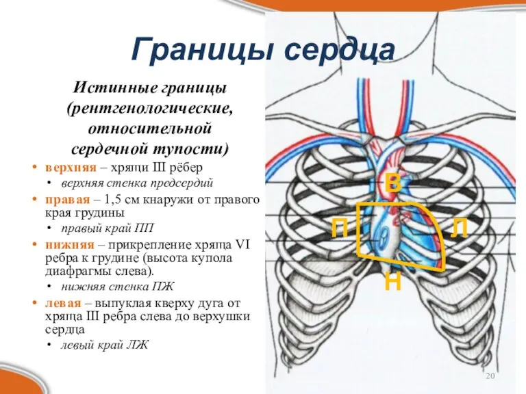 Истинные границы (рентгенологические, относительной сердечной тупости) верхняя – хрящи III рёбер верхняя стенка