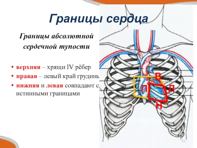 Границы абсолютной сердечной тупости верхняя – хрящи IV рёбер правая – левый край