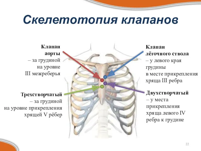 Скелетотопия клапанов Клапан аорты – за грудиной на уровне III межреберья Клапан лёгочного