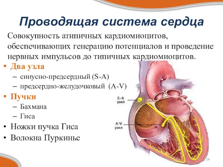 Проводящая система сердца Два узла синусно-предсердный (S-А) предсердно-желудочковый (A-V) Пучки Бахмана Гиса Ножки