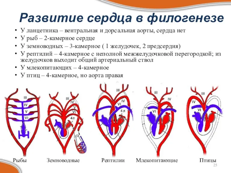 Развитие сердца в филогенезе У ланцетника – вентральная и дорсальная аорты, сердца нет
