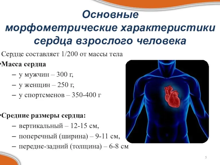 Основные морфометрические характеристики сердца взрослого человека Сердце составляет 1/200 от массы тела Масса