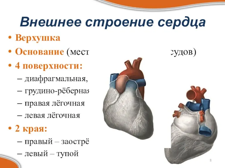 Внешнее строение сердца Верхушка Основание (место расположения сосудов) 4 поверхности: диафрагмальная, грудино-рёберная, правая