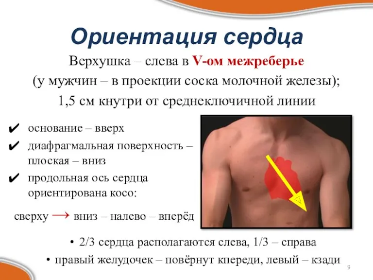 Ориентация сердца Верхушка – слева в V-ом межреберье (у мужчин – в проекции
