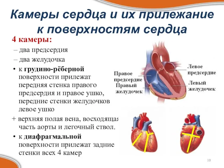 Камеры сердца и их прилежание к поверхностям сердца 4 камеры: – два предсердия