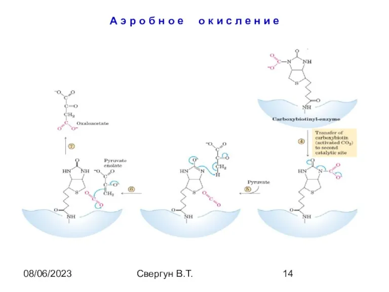 08/06/2023 Свергун В.Т. А э р о б н о