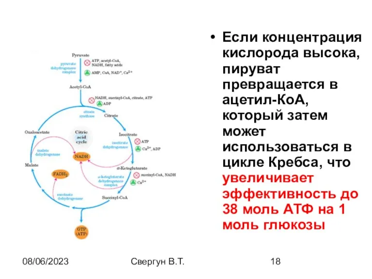 08/06/2023 Свергун В.Т. Если концентрация кислорода высока, пируват превращается в