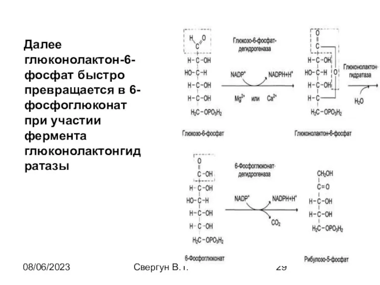 08/06/2023 Свергун В.Т. Далее глюконолактон-6-фосфат быстро превращается в 6-фосфоглюконат при участии фермента глюконолактонгидратазы