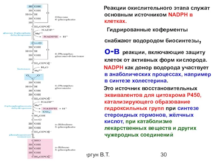 08/06/2023 Свергун В.Т. Реакции окислительного этапа служат основным источником NADPH