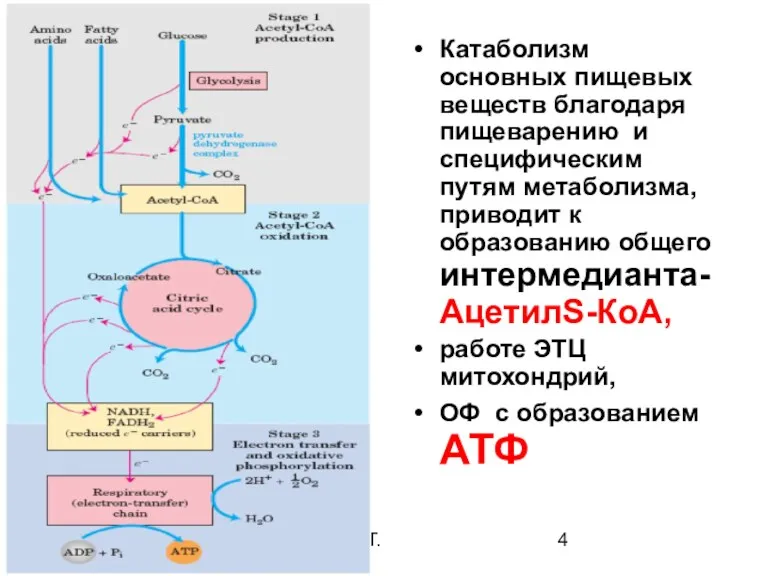 08/06/2023 Свергун В.Т. Катаболизм основных пищевых веществ благодаря пищеварению и