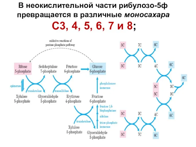 08/06/2023 Свергун В.Т. В неокислительной части рибулозо-5ф превращается в различные