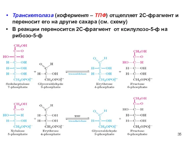 08/06/2023 Свергун В.Т. Транскетолаза (кофермент – ТПФ) отщепляет 2С-фрагмент и