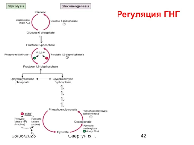 08/06/2023 Свергун В.Т. Регуляция ГНГ