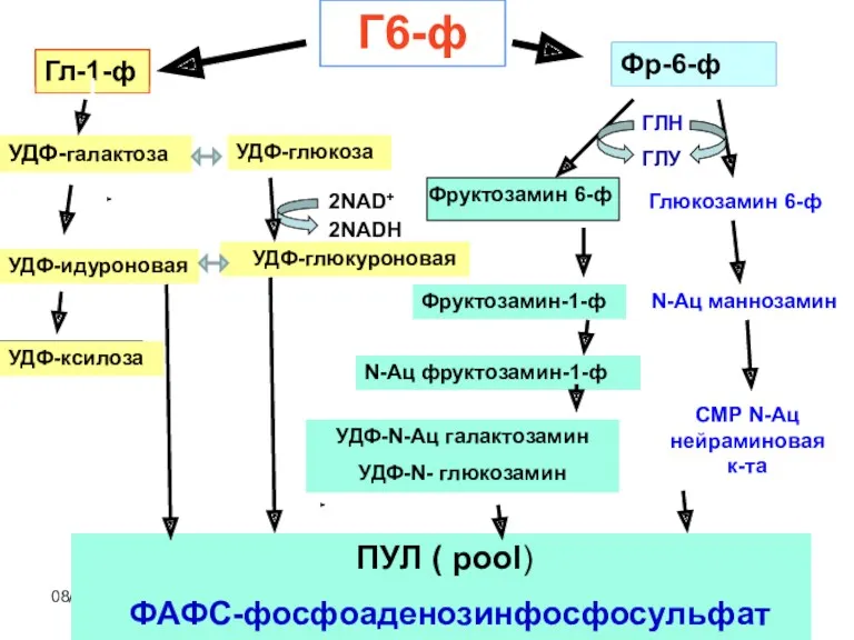 08/06/2023 Свергун В.Т. Г6-ф Фр-6-ф Гл-1-ф УДФ-галактоза УДФ-глюкоза Фруктозамин 6-ф