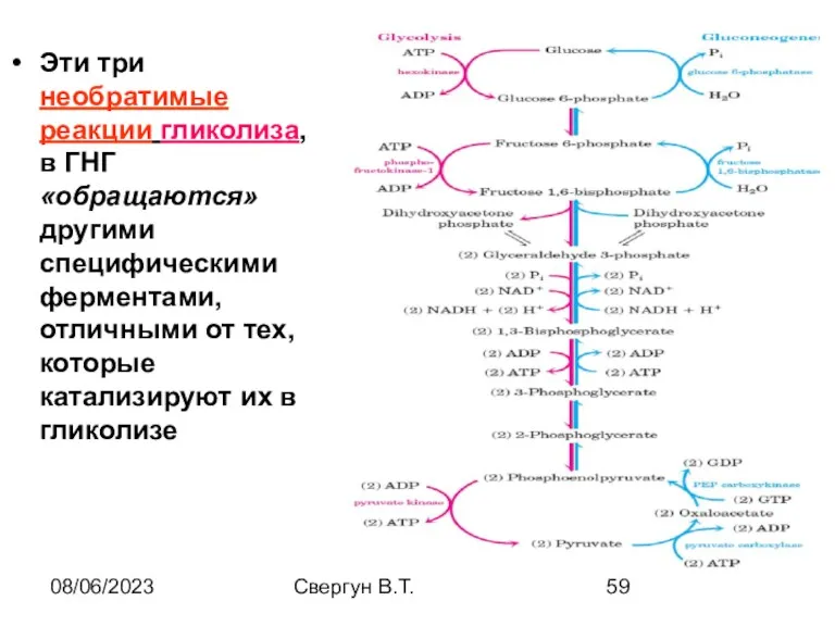 08/06/2023 Свергун В.Т. Эти три необратимые реакции гликолиза, в ГНГ