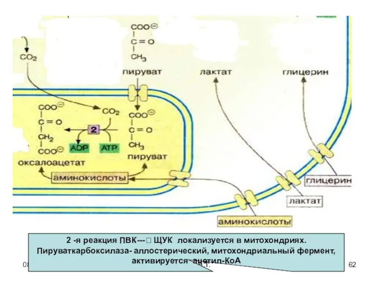 08/06/2023 Свергун В.Т. 2 -я реакция ПВК---? ЩУК локализуется в митохондриях. Пируваткарбоксилаза- аллостерический, митохондриальный фермент,активируется ацетил-КоА