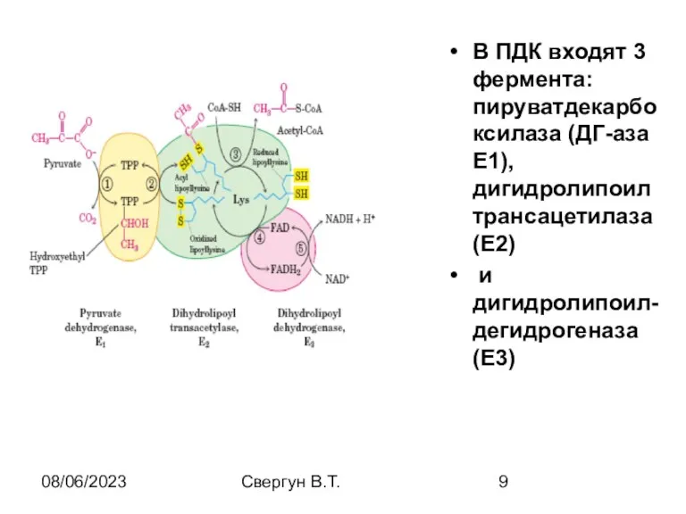 08/06/2023 Свергун В.Т. В ПДК входят 3 фермента: пируватдекарбоксилаза (ДГ-аза Е1), дигидролипоилтрансацетилаза (Е2) и дигидролипоил-дегидрогеназа (Е3)
