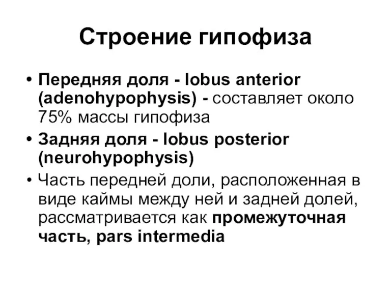 Строение гипофиза Передняя доля - lobus anterior (adenohypophysis) - составляет около 75% массы