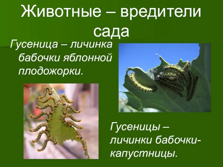 Животные – вредители сада Гусеница – личинка бабочки яблонной плодожорки. Гусеницы – личинки бабочки-капустницы.