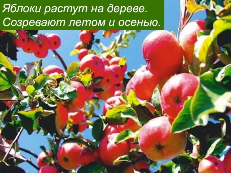 Яблоки растут на дереве. Созревают летом и осенью.