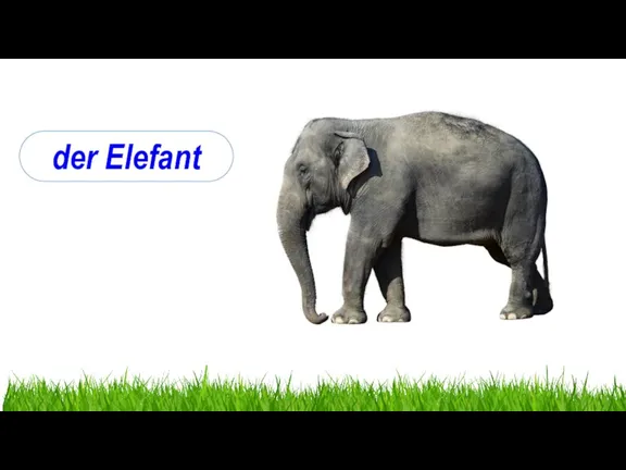 der Elefant