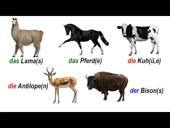 das Lama(s) das Pferd(e) die Kuh(ü,e) die Antilope(n) der Bison(s)