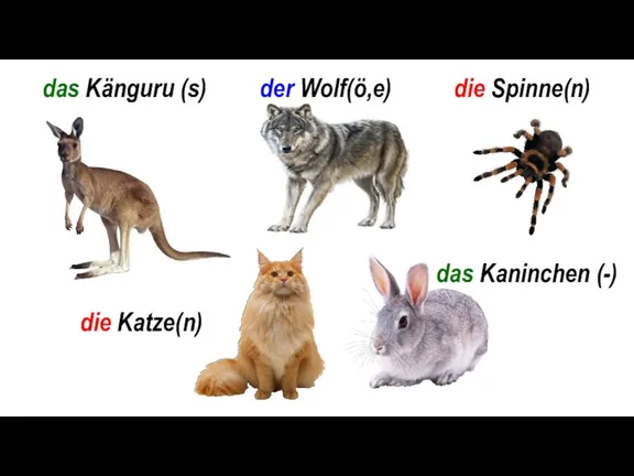 das Känguru (s) der Wolf(ö,e) die Spinne(n) die Katze(n) das Kaninchen (-)