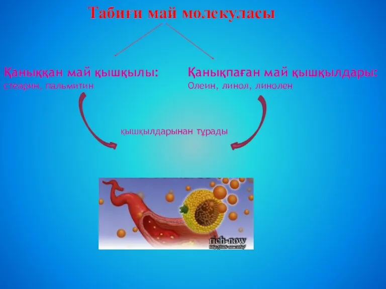 Табиғи май молекуласы Қаныққан май қышқылы: стеарин, пальмитин Қанықпаған май қышқылдары: Олеин, линол, линолен қышқылдарынан тұрады