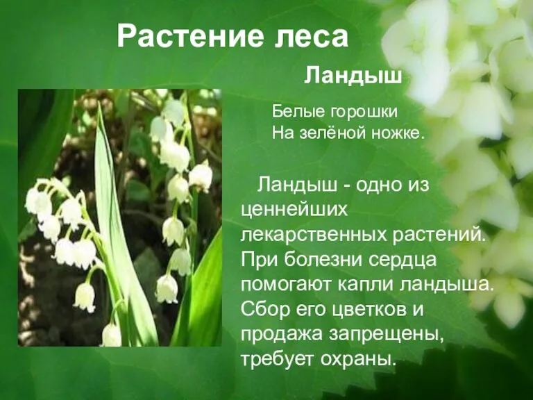 Растение леса Ландыш Ландыш - одно из ценнейших лекарственных растений. При болезни сердца