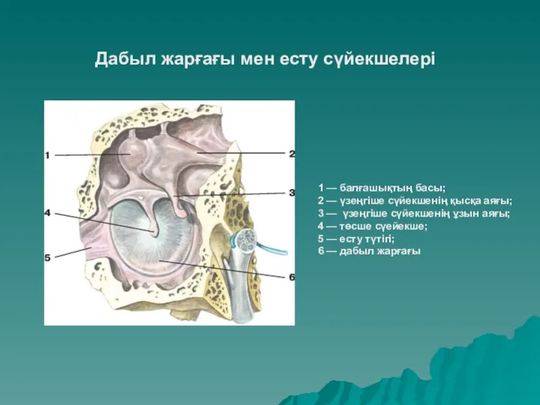 1 — балғашықтың басы; 2 — үзеңгіше сүйекшенің қысқа аяғы;