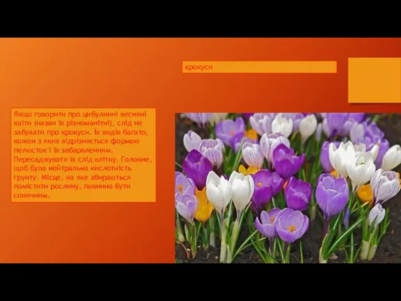 крокуси Якщо говорити про цибулинні весняні квіти (назви їх різноманітні), слід не забувати