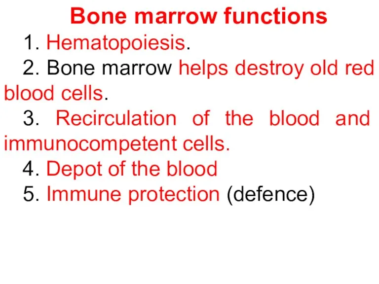 Bone marrow functions 1. Hematopoiesis. 2. Bone marrow helps destroy