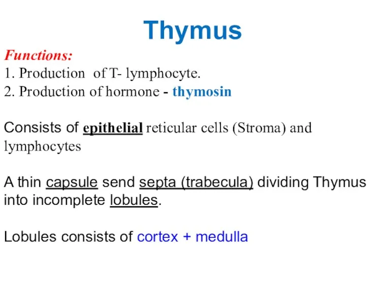 Thymus Functions: 1. Production of T- lymphocyte. 2. Production of